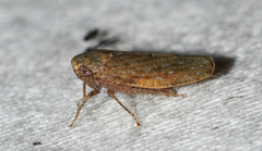 Paraphlepsius continuus
