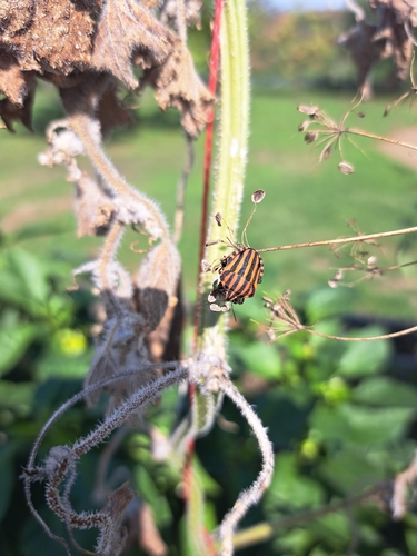 European Striped Shield Bug
