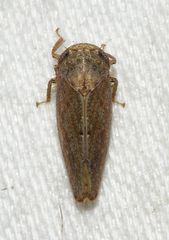 Paraphlepsius continuus