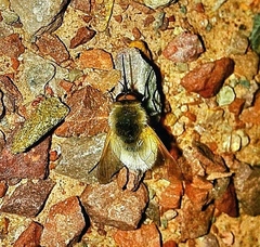 Bombylius
