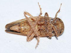 Paraphlepsius continuus