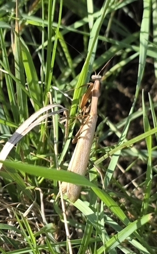 European Mantis