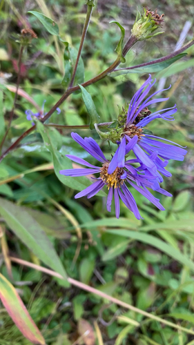 Symphyotrichum foliaceum observed 2026-09-12