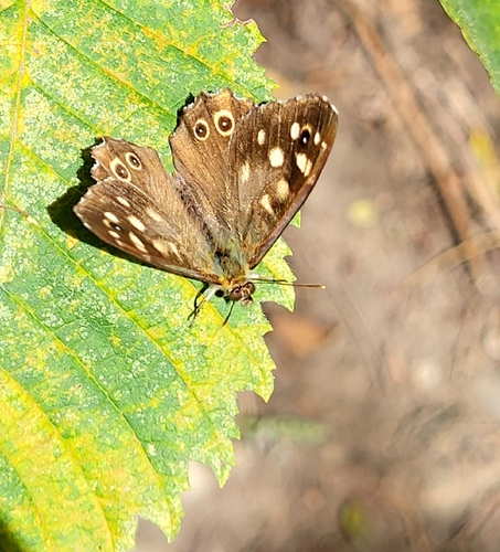 Speckled Wood