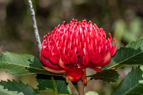 Telopea speciosissima, photograph 4