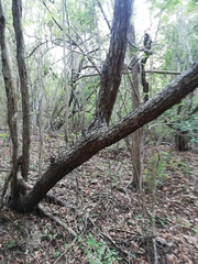 Comocladia macrophylla