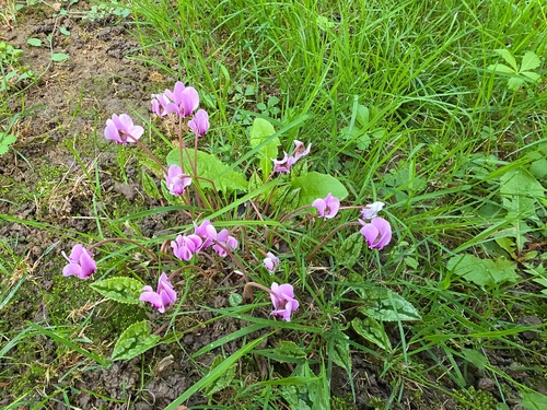 Ivy-leaved cyclamen