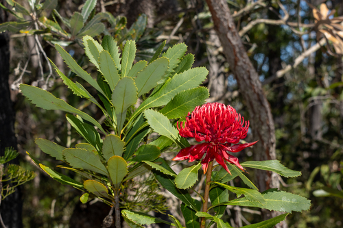 Telopea speciosissima, photograph 3