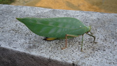 Onomarchus uninotatus