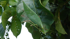 Onomarchus uninotatus