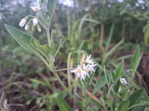 tall nightshade