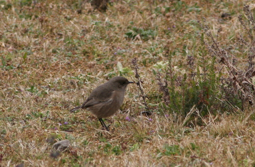 Moorland Chat (Pinarochroa sordida), photo 7