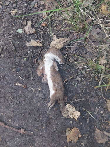 Least Weasel