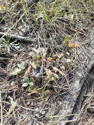 Great Stonecrop