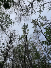 Comocladia macrophylla