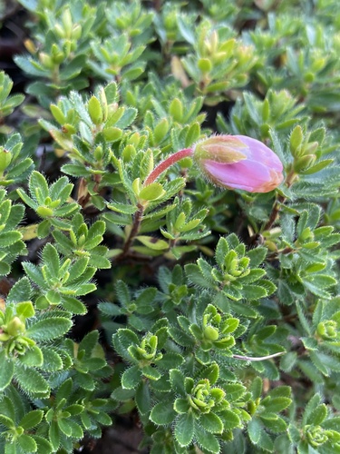 Dwarf Alpenrose