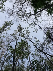 Comocladia macrophylla