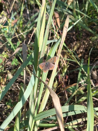 Sooty Copper