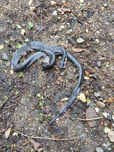 grass snake