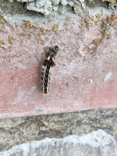 Knot Grass Moth