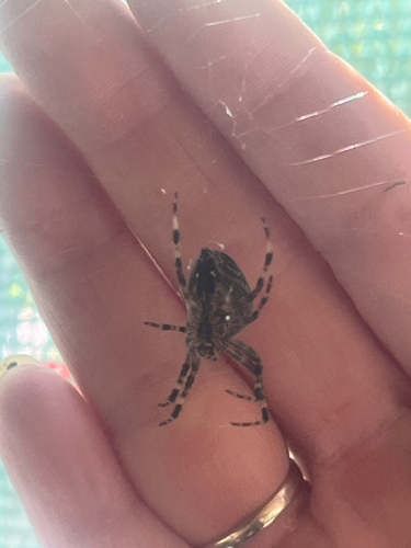 Cross Orbweaver