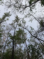 Comocladia macrophylla