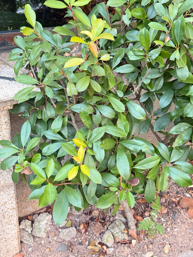 Chinese Photinia