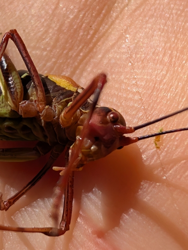 Eastern Saw-tailed Bush-cricket