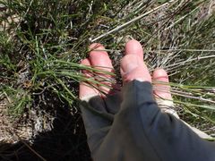 Eremogone ferrisiae
