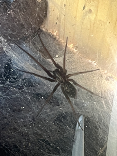 Giant House Spider