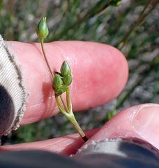 Eremogone ferrisiae