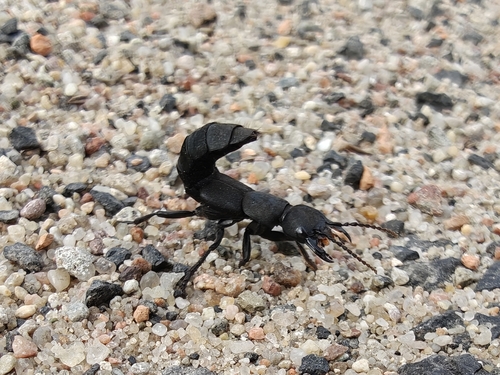 Devil's Coach Horse Beetle