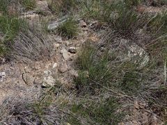 Eremogone ferrisiae
