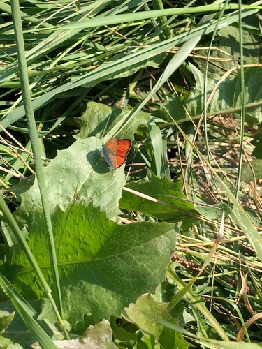 Large Copper