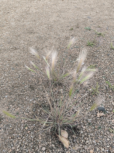 Foxtail Barley