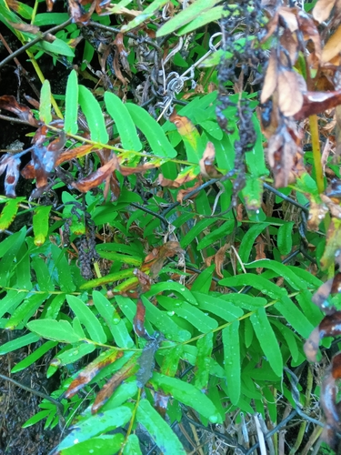 European royal fern