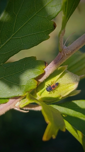 Asian Lady Beetle