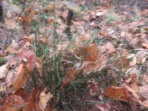 Equisetum scirpoides, photograph 4