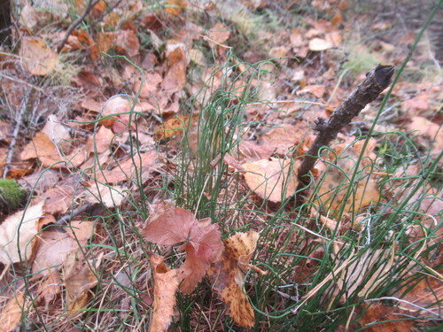 Equisetum scirpoides, photograph 3