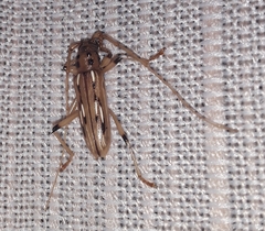 Eburodacrys yolandae