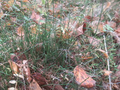 Equisetum scirpoides, photograph author not stated, no rights reserved
