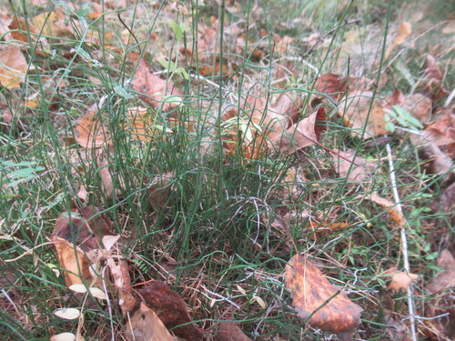 Equisetum scirpoides, photograph 6