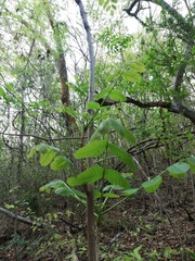 Comocladia macrophylla