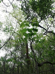 Comocladia macrophylla
