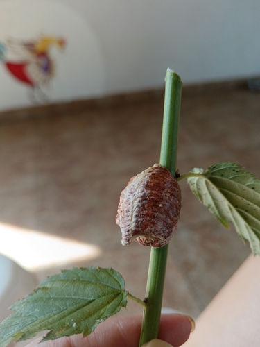 Transcaucasian Giant Mantis