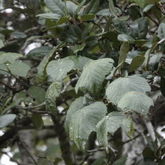 Vitis mustangensis, photograph (c) Robert Benson, some rights reserved (CC BY)
