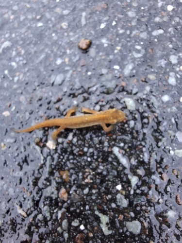 Smooth Newt
