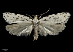 Izatha toreuma