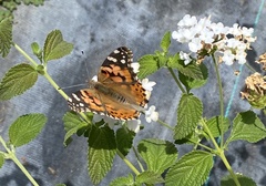 Vanessa cardui