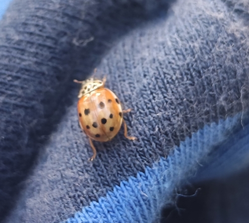 Cream-streaked Ladybird